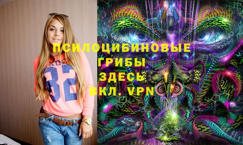 Псилоцибиновые грибы Psilocybe  Новоалександровск 